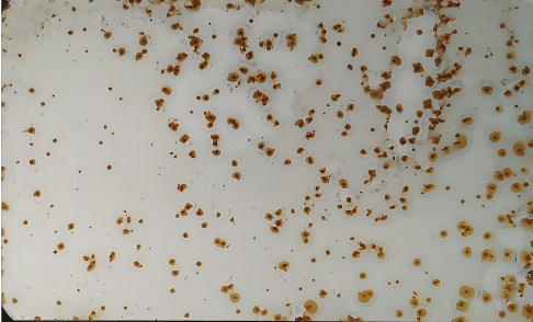 漆膜點蝕缺陷